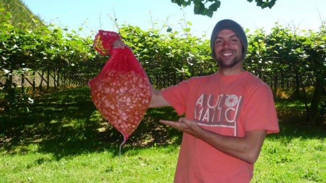 picking-kiwis-nueva-zelanda