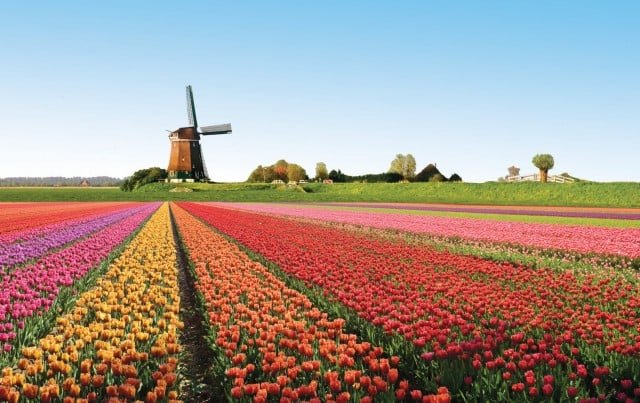 campos tulipanes holanda