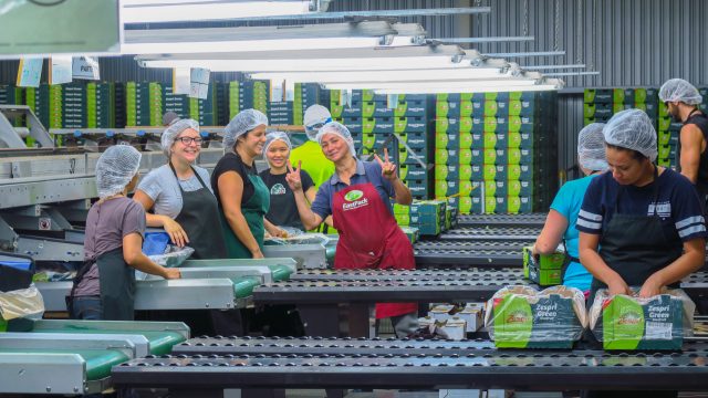 supervisora packhouse nueva zelanda