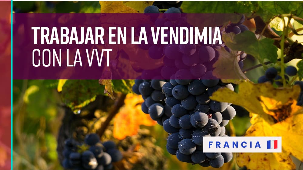 Vendimia VVT Francia