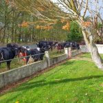 vacas tambo nueva zelanda