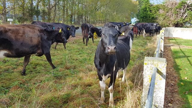 vacas tambo nueva zelanda