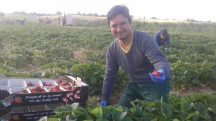frutillas dinamarca 