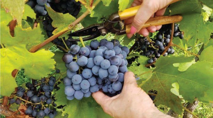grapes pick