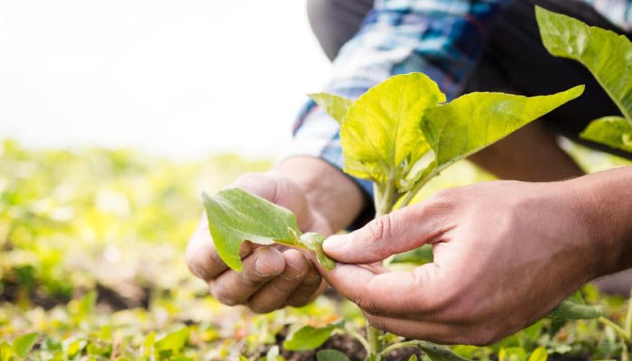 Persona trabajando en el cultivo de la tierra