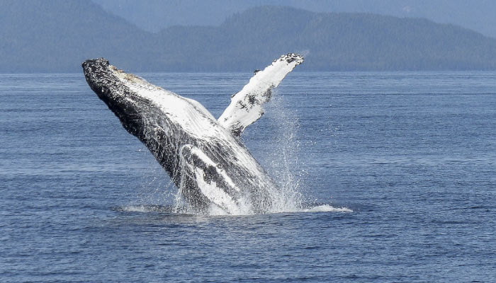 ballena en Canadá