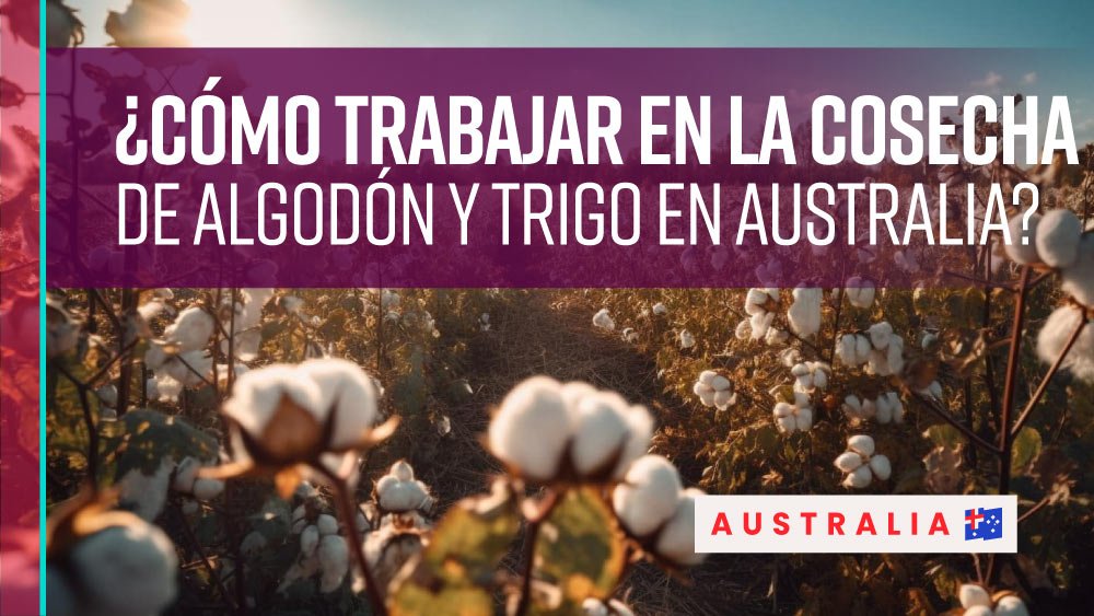 Trabajar en la cosecha de algodón y trigo en Australia
